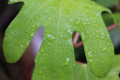 leaf green green leaf