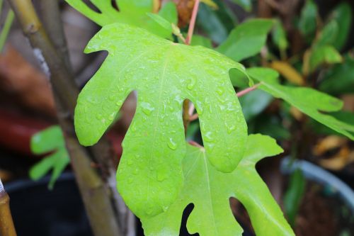 leaf green green leaf