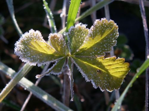 leaf icy ice
