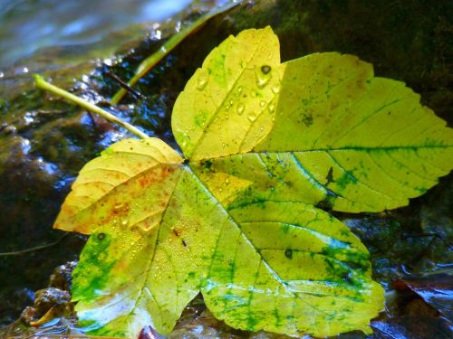 leaf leaves bach