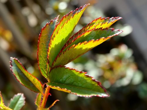 leaf green plant