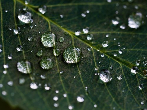 leaf rain droplets