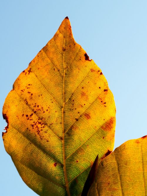 leaf yellow autumn