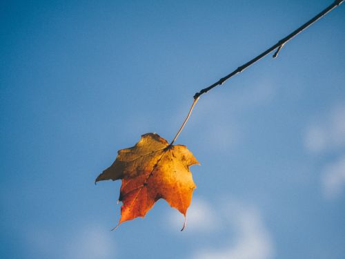leaf autumn isolated