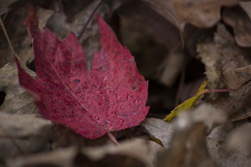 leaf red season