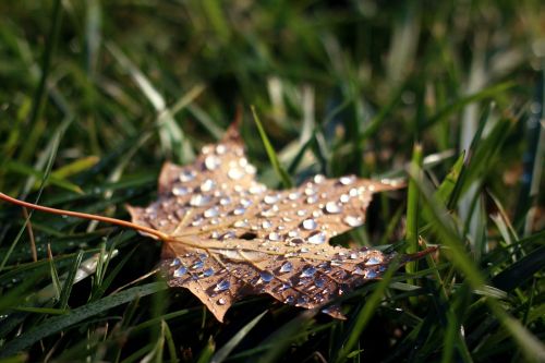 leaf droplets season