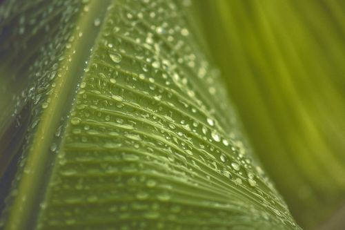 leaf green plant