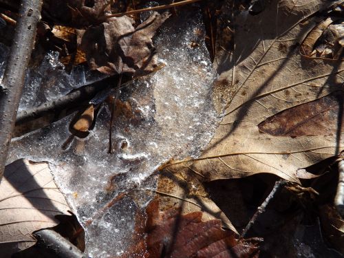 leaf ice winter