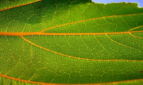 leaf structure green