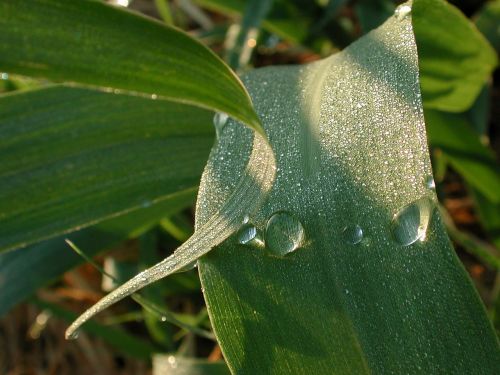 leaf dew drop green