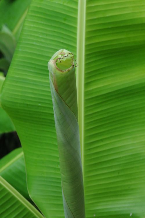 leaf banana plant