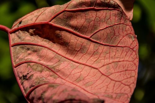 leaf pink bleeding heart tree