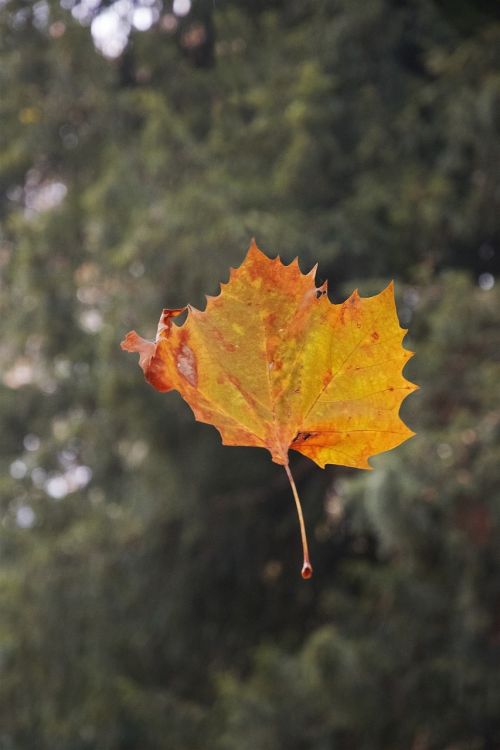 leaf autumn dried leaves