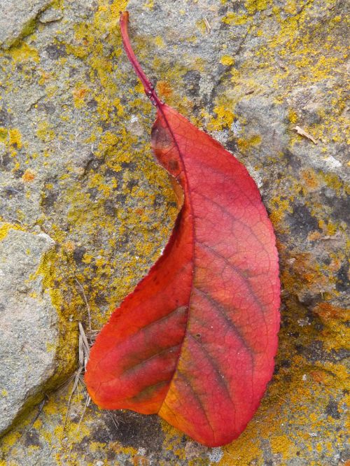 leaf stone red