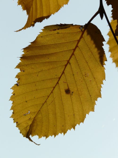 leaf leaves autumn