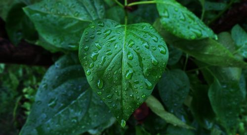leaf raindrops wet