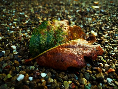 leaf macro gravel