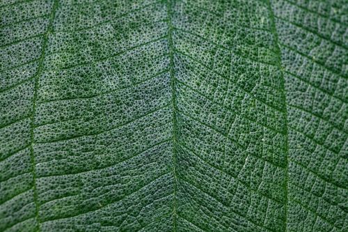 leaf macro green