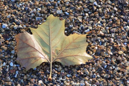 leaf beach shingle