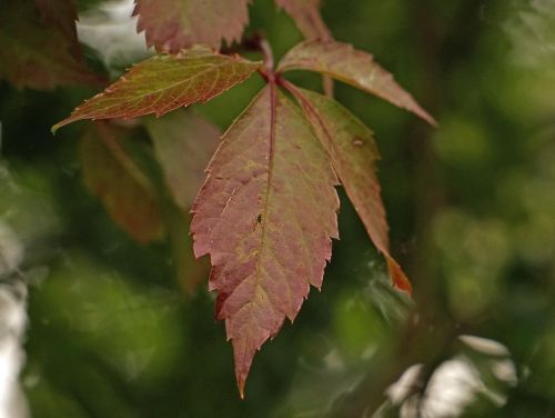 leaf autumn leaves in the autumn