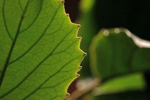 leaf green detail