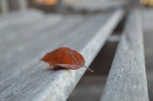 leaf bench autumn