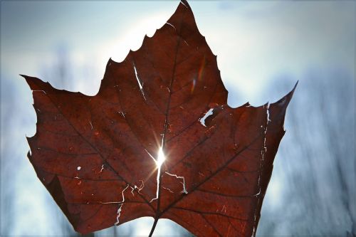 leaf light sky