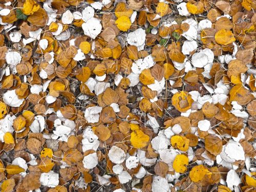 leaf poplar carpet leaves