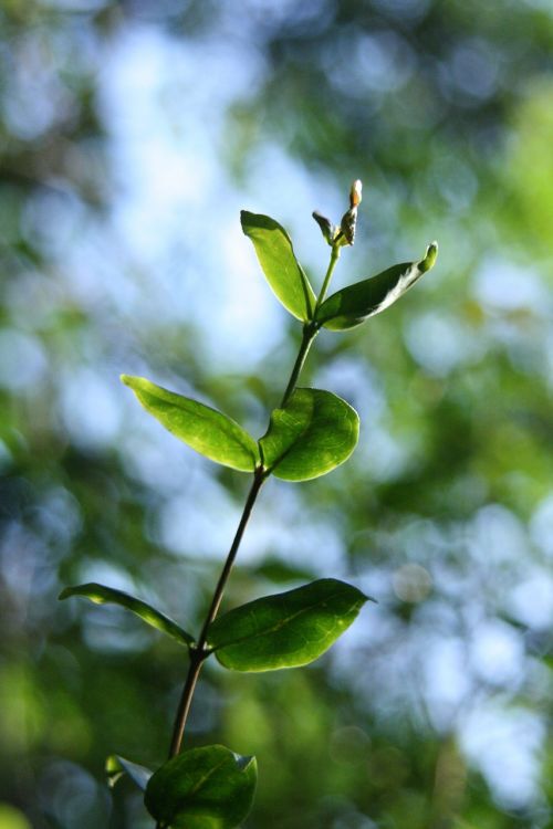 leaf branch nature