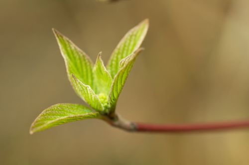 leaf leaves young