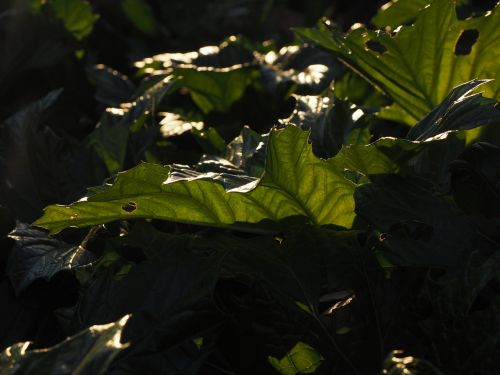 leaf green large