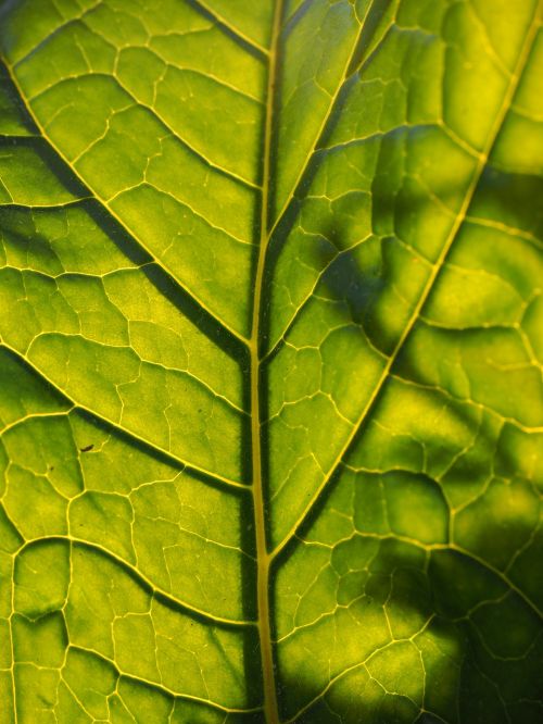 leaf back light translucent