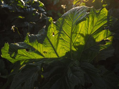 hogweed leaf back light