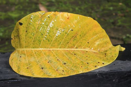 leaf yellow nature