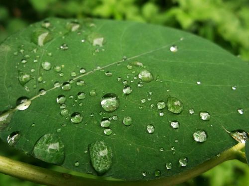 leaf green raindrop