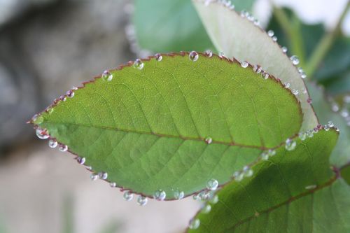 leaf rosebush drop of water