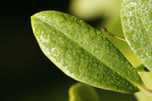 leaf dew nature