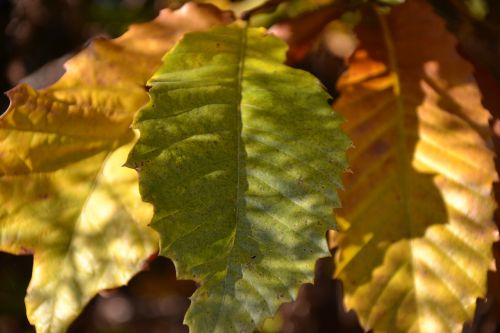 leaf autumn sun