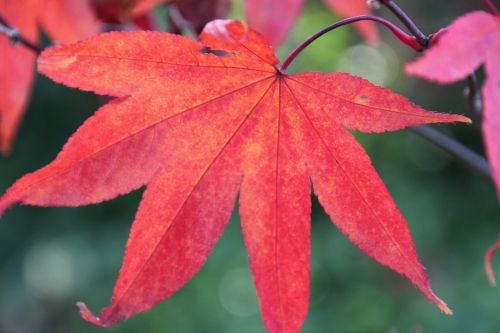 leaf tree red