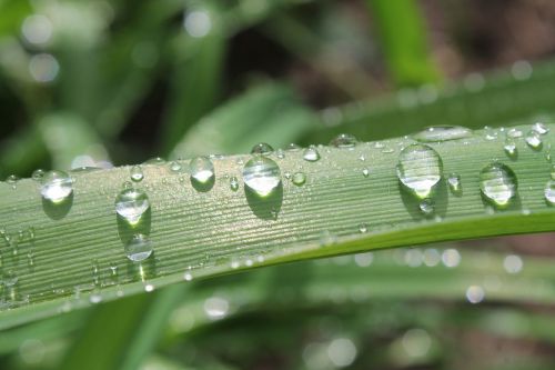 leaf green droplets