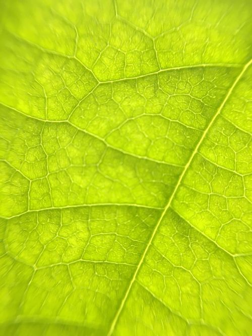 leaf macro veins