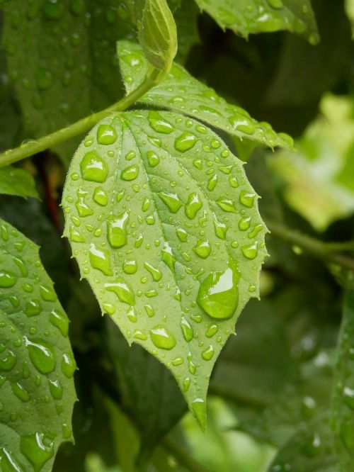 leaf drip raindrop