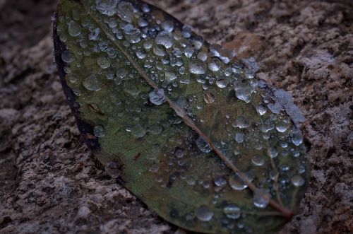 leaf drop of water frozen