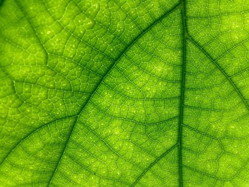 leaf green close up
