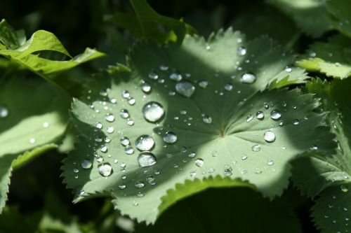 leaf drip green plant