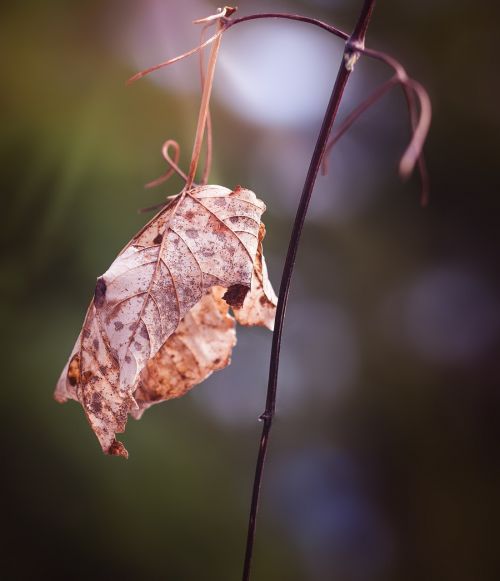 leaf dry withered