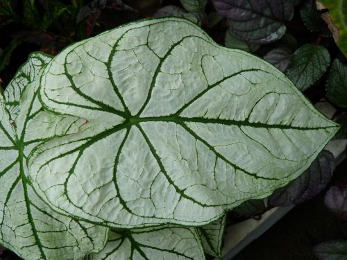 leaf green plant