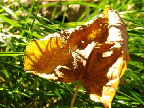 leaf withered forest