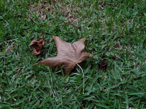 leaf nature grass
