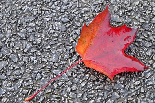 leaf autumn leaves